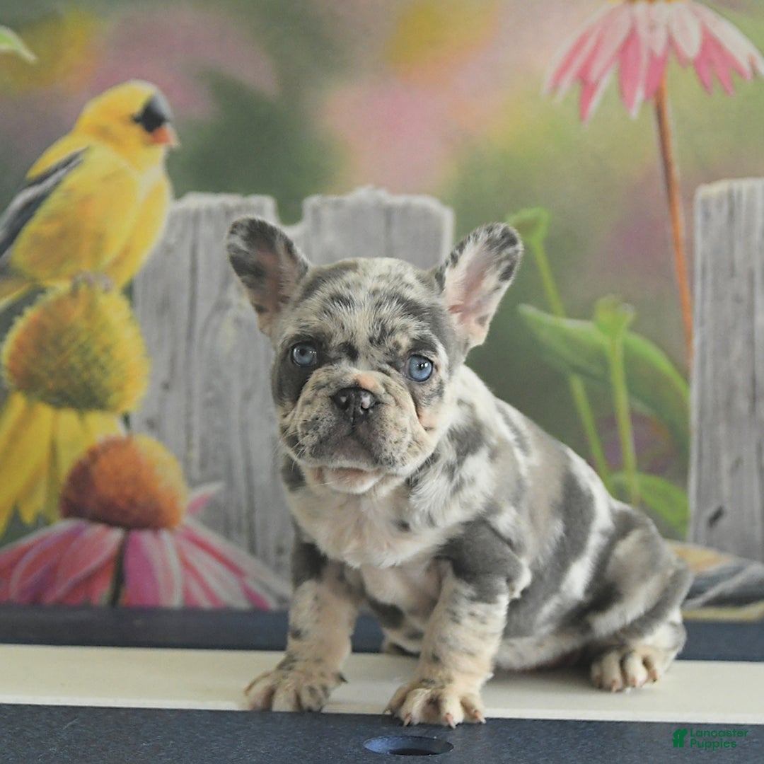 Gallery Image {{count}}