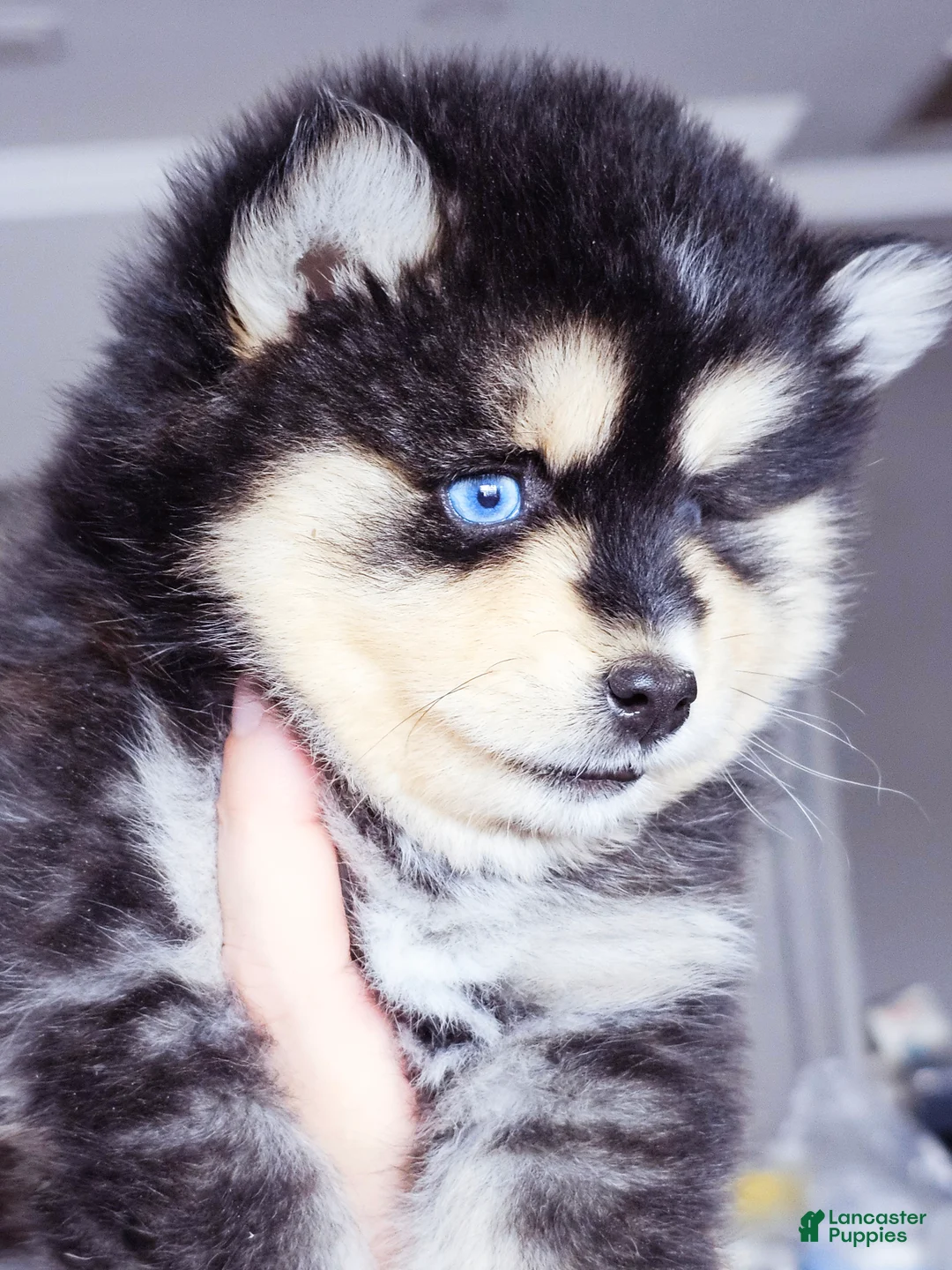 Pomsky dogs for sale: Roman - Ad 3