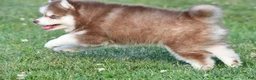 Pomsky dogs for sale: Prince - Ad 3