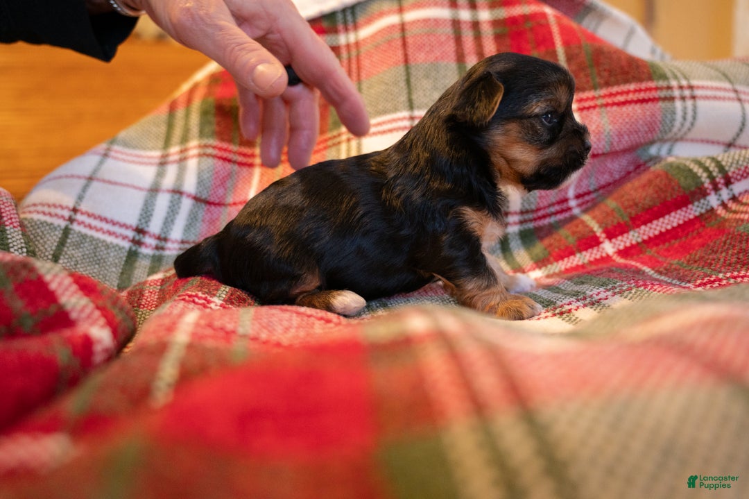 Mixed Breed dogs for sale: Aylee - Ad 2