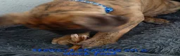 Mixed Breed dogs for sale: Mixed Breed 3 - Ad 8