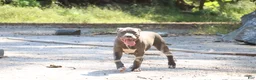 American Bully dogs for sale: Venus - Ad 5