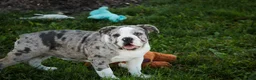 English Bulldog dogs for sale: Splendor English Bulldog crate trained - Ad 5