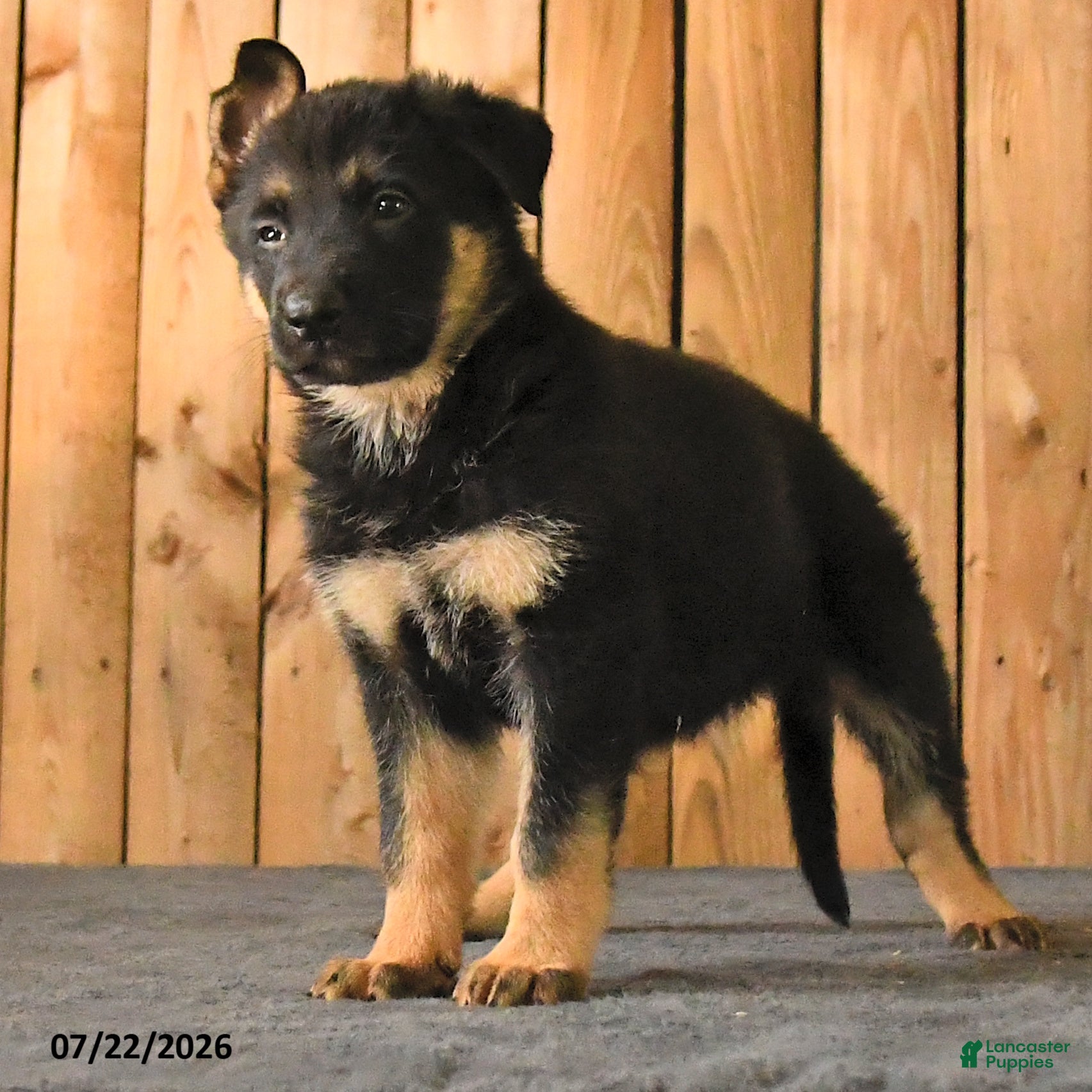 German Shepherd dogs Freya - Ad 2