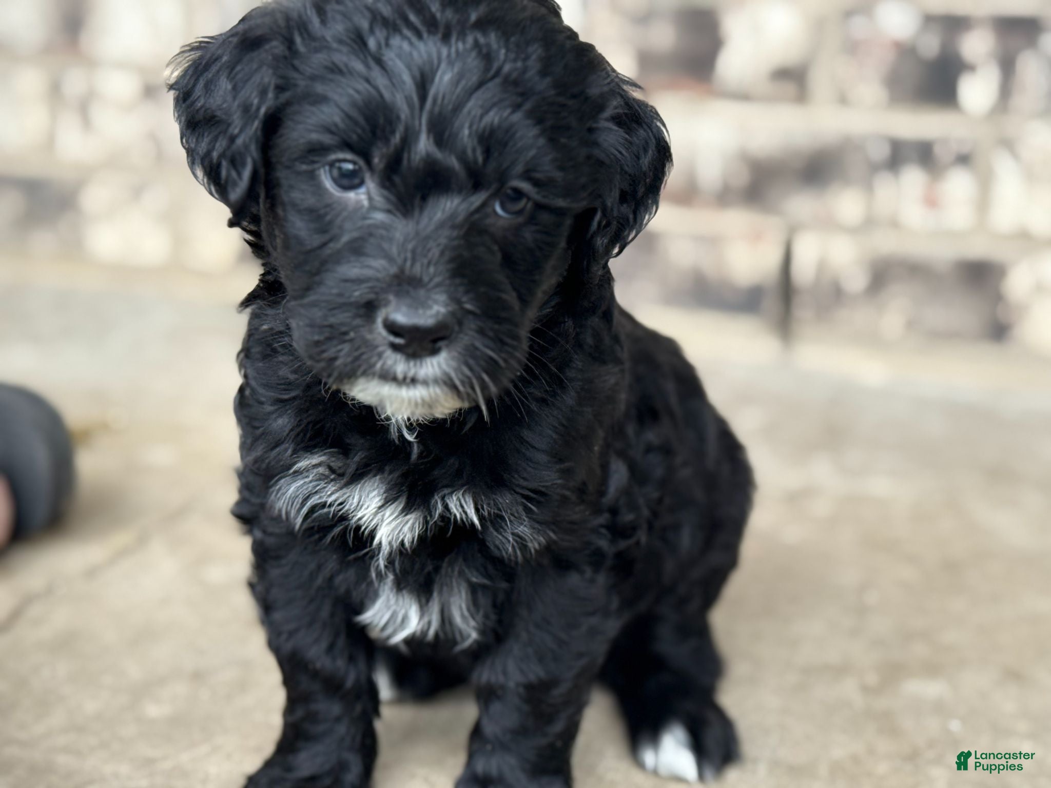 Mixed Breed dogs Female - Ad 2