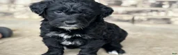 Mixed Breed dogs for sale: Female - Ad 2