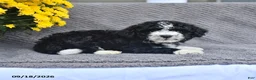 Mini Aussiedoodle dogs for sale: Ali   - Ad 4