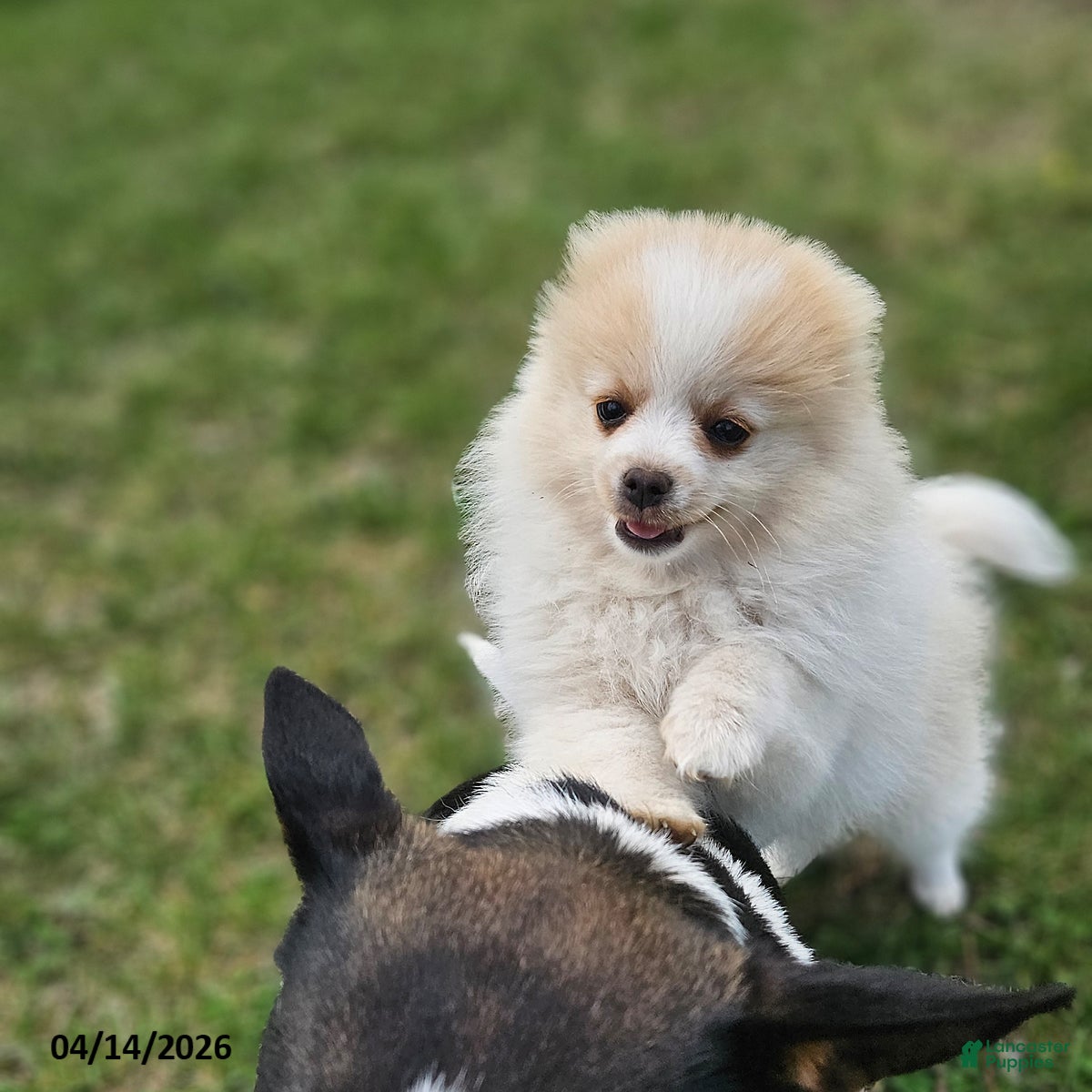 Pomeranian dogs Cassie   - Ad 2