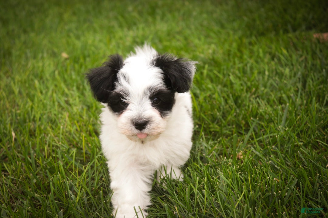 Havanese