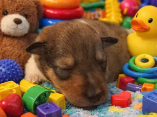 Collie dogs Peter - Ad 4