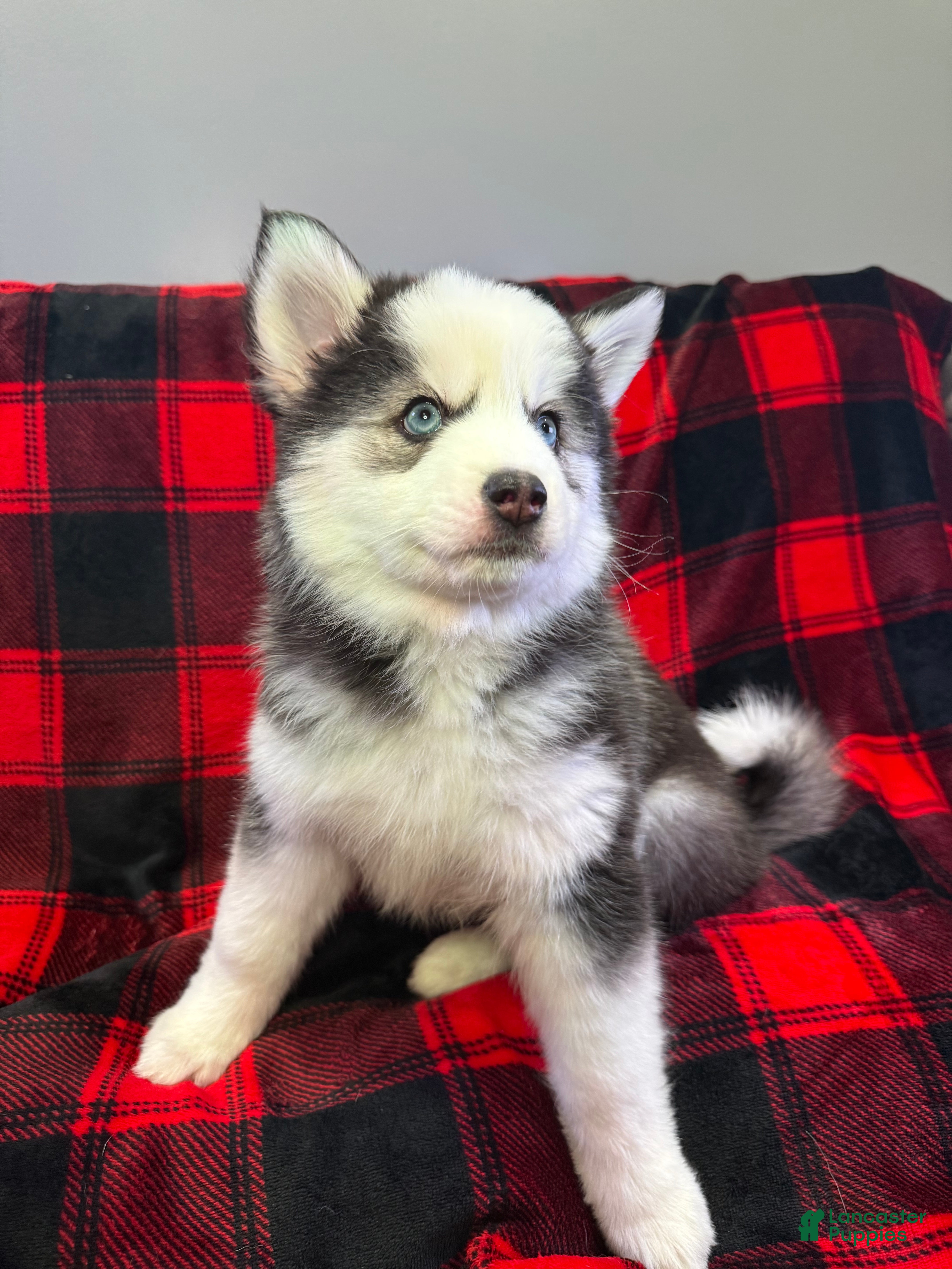 Pomsky dogs Panda - Ad 13