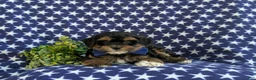 Havapoo dogs for sale: Reed Hypoallergenic - Ad 6