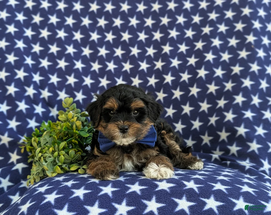 Havapoo dogs for sale: Reed Hypoallergenic - Ad 6