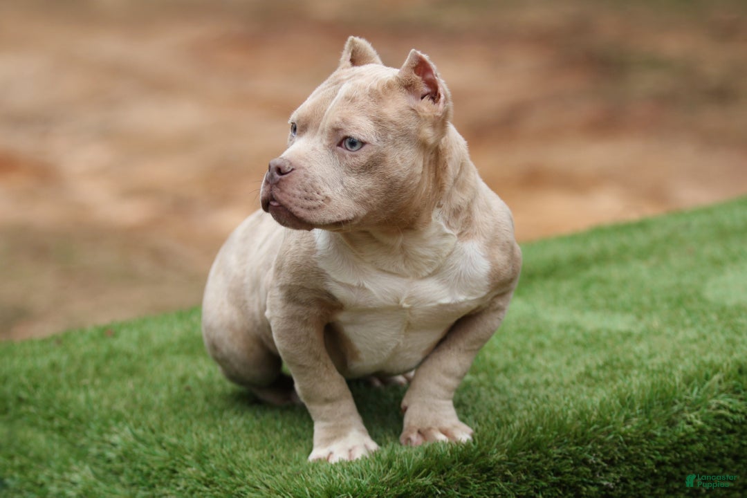 American Bully dogs for sale: Lilac Merle Micro Male  - Ad 7