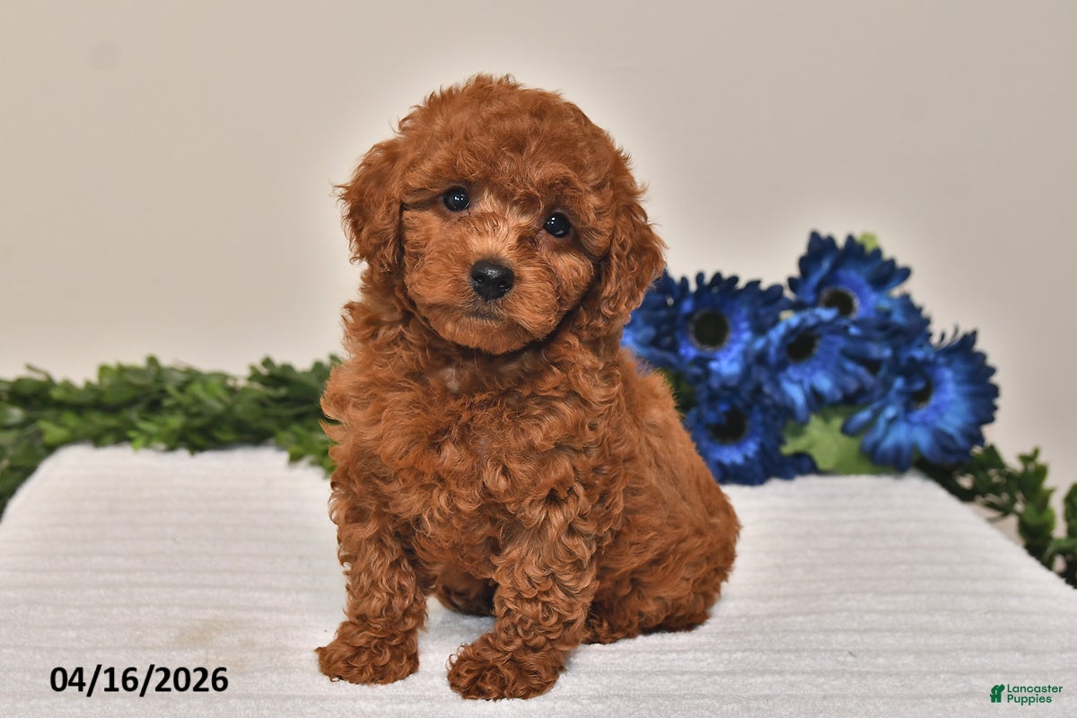 Miniature Poodle dogs Milo - Ad 1