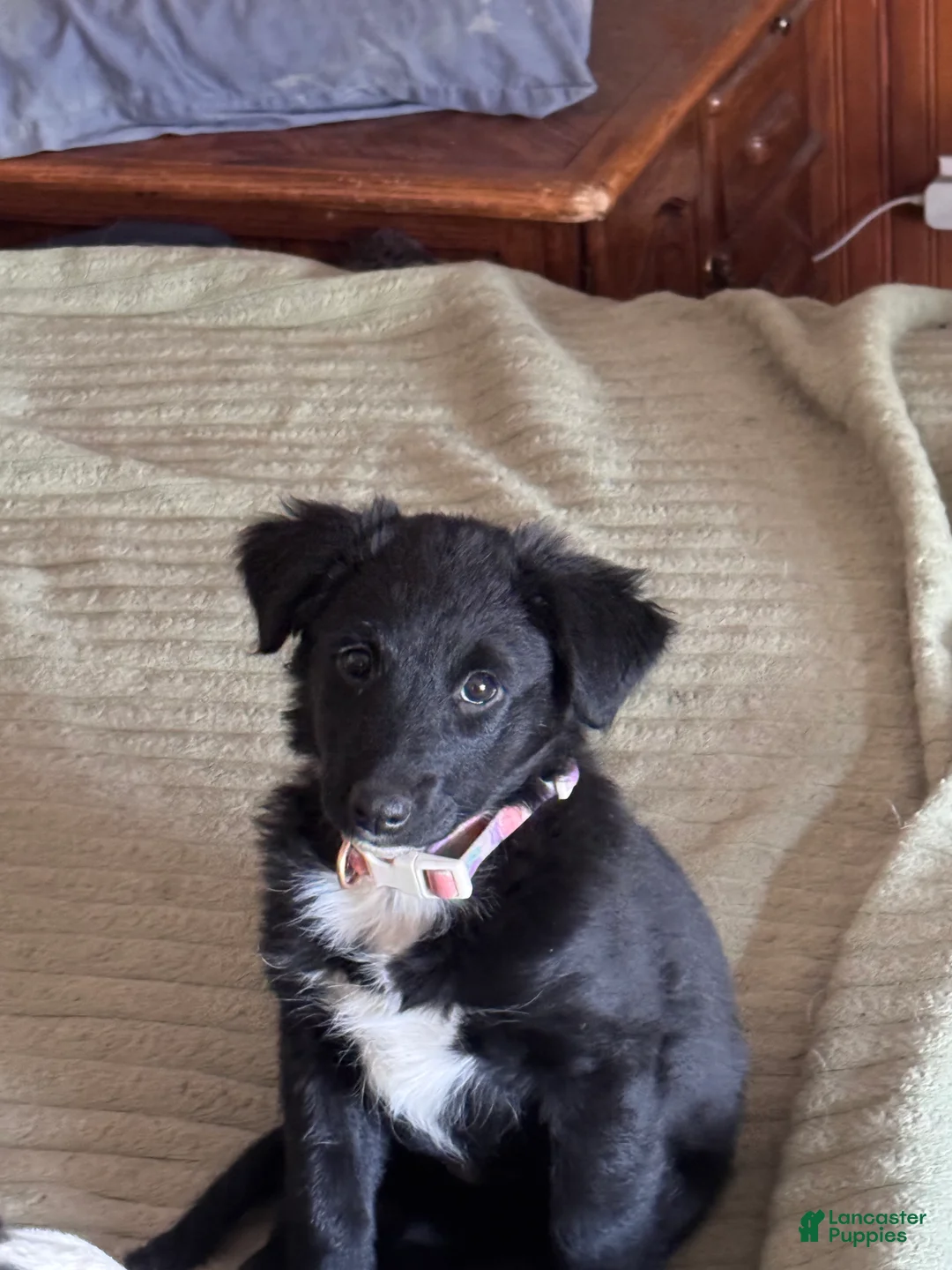 Mixed Breed dogs for sale: Lilly - Ad 1