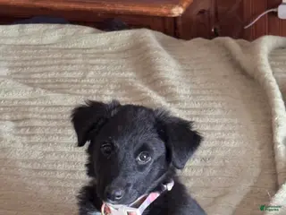 Mixed Breed dogs for sale: Lilly - Ad 2