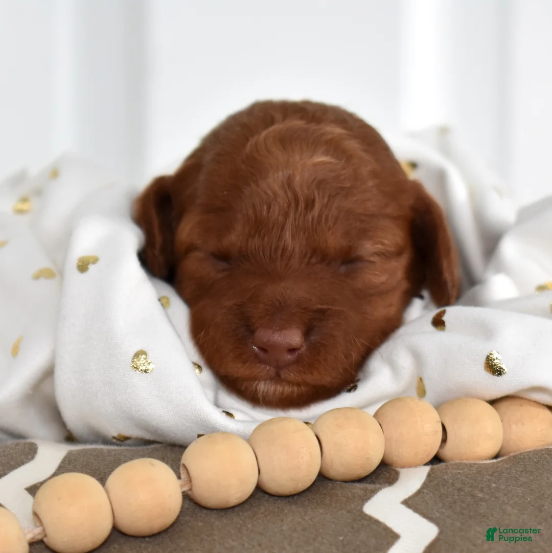 Toy Poodle dogs for sale: Clover  - Ad 7