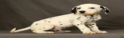 Dalmatian dogs for sale: Chip - Ad 7