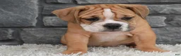 Beabull dogs for sale: Molly  - Ad 8