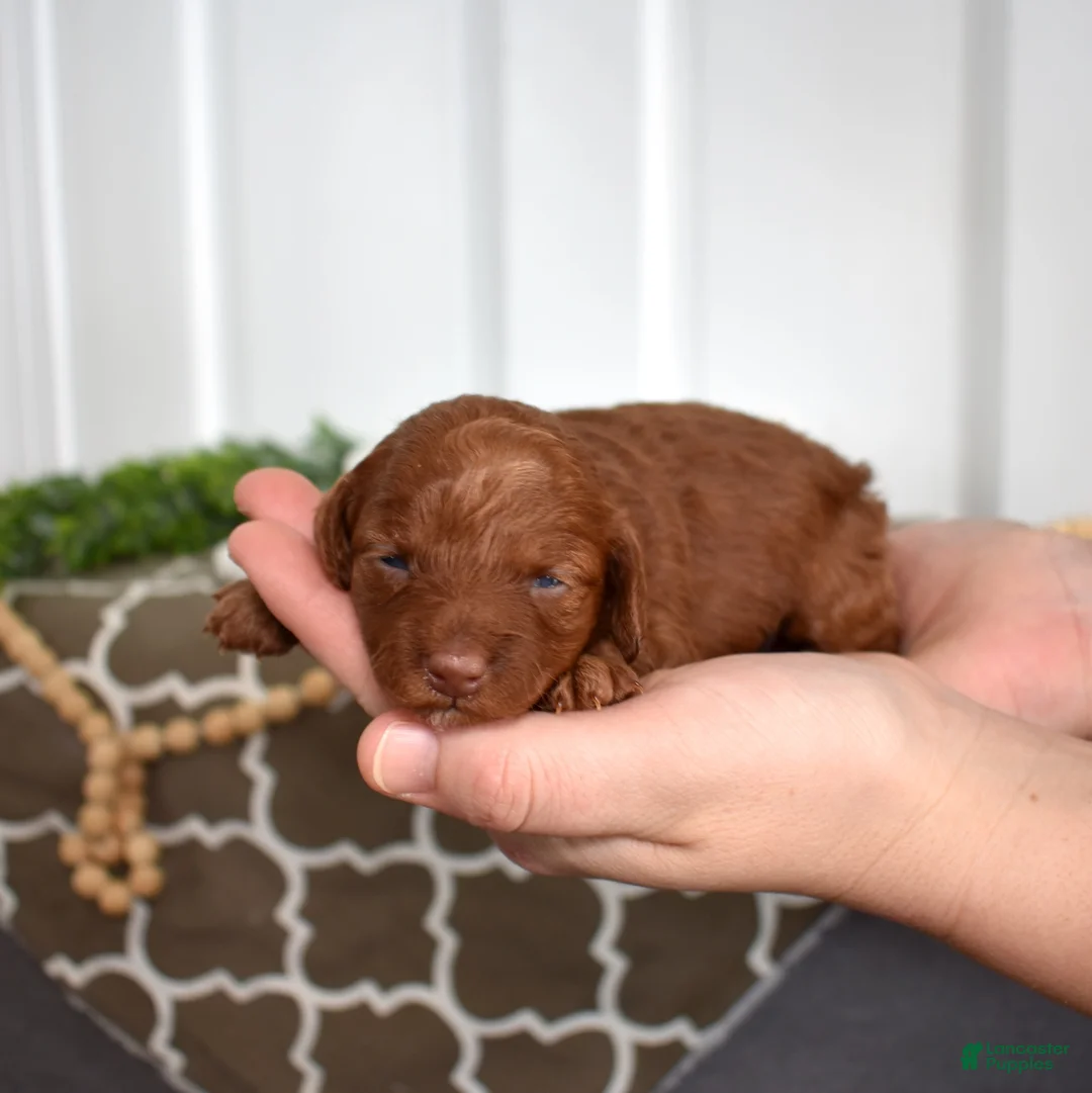 Toy Poodle dogs for sale: Clover  - Ad 4