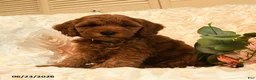Mini Goldendoodle dogs for sale: Gwen - Ad 1