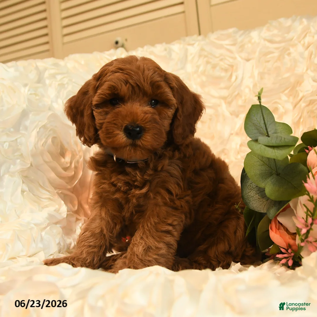Mini Goldendoodle dogs for sale: Gwen - Ad 1