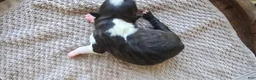 Boston Terrier dogs for sale: Boston Terrier Puppy 1 - Ad 6