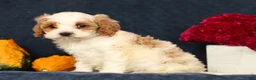 Cavapoo dogs for sale: Penelope - Ad 7