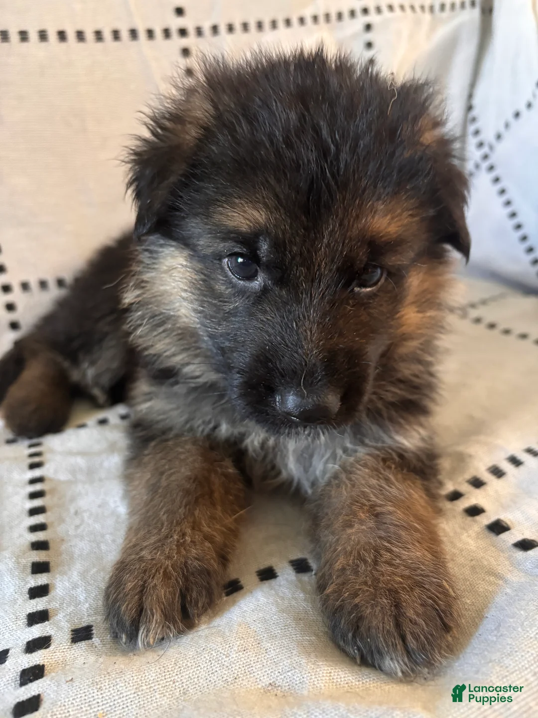 German Shepherd dogs for sale: Liv (Pink Collar) - Ad 2