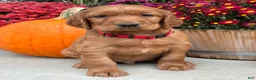 Irish Setter dogs for sale: Harrison - Ad 10