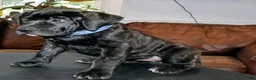 Presa Canario dogs for sale: Ms. Blue - Ad 8