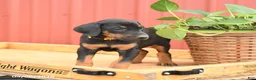 Doberman Pinscher dogs for sale: Raven - Ad 4