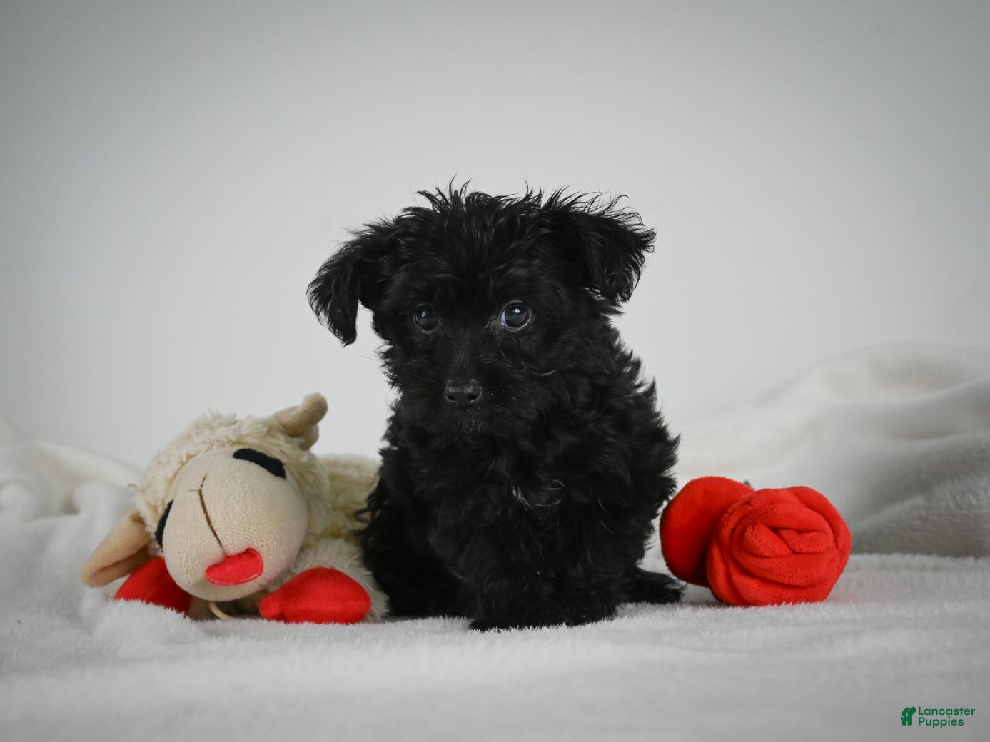 Yorkiepoo dogs Abby - Ad 1