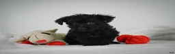 Yorkiepoo dogs for sale: Abby - Ad 1