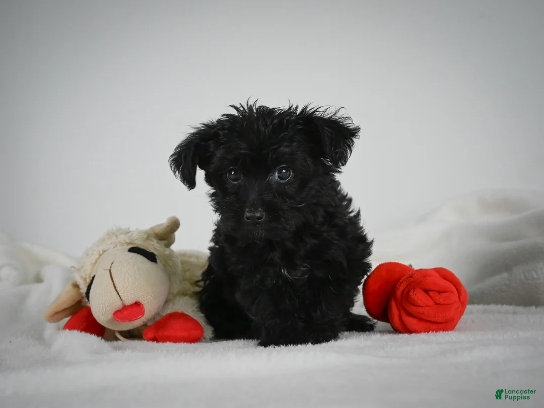 Yorkiepoo dogs for sale: Abby - Ad 1