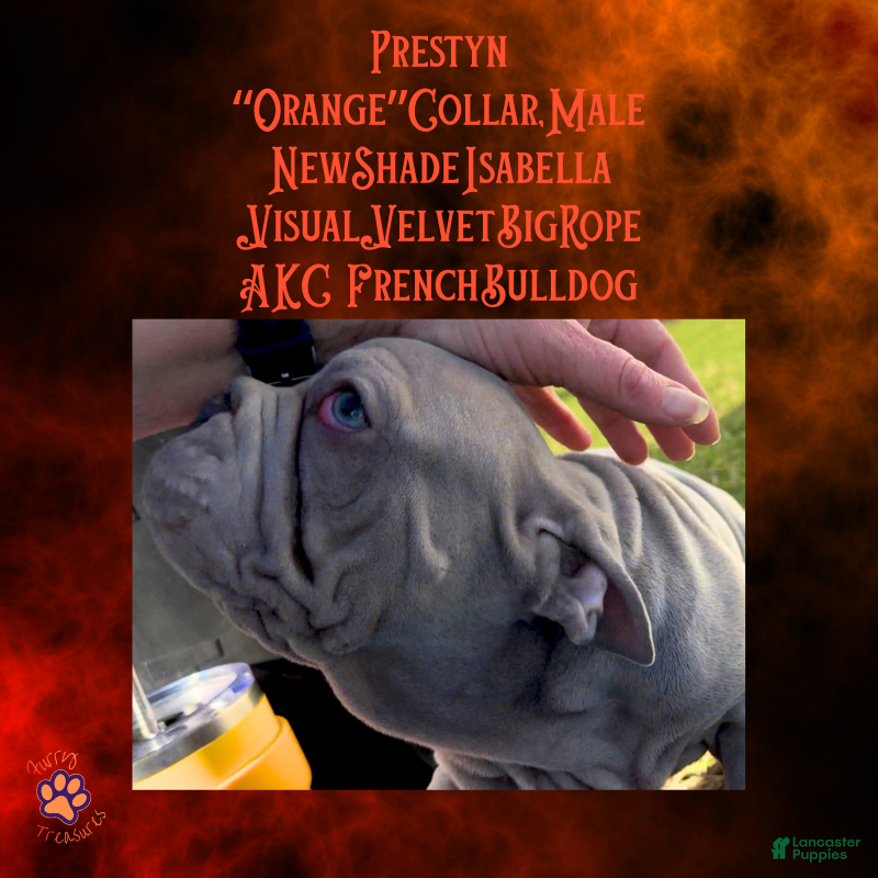 French Bulldog dogs for sale: Prestyn “ Orange” Collar, Male - Ad 10