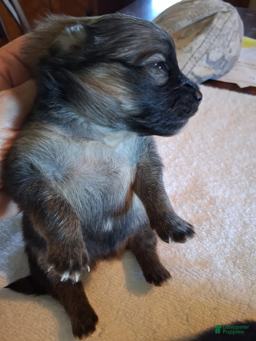 Pomeranian dogs for sale: Pomeranian 1 - Ad 2