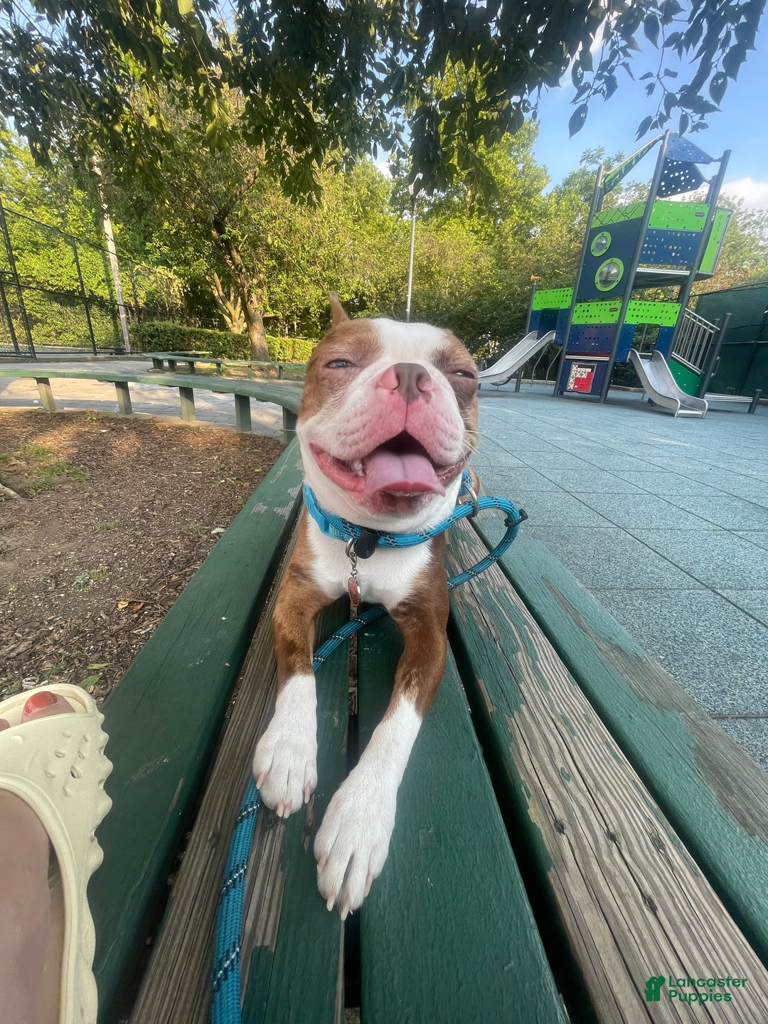 Boston Terrier dogs for stud: Daydream  - Ad 5