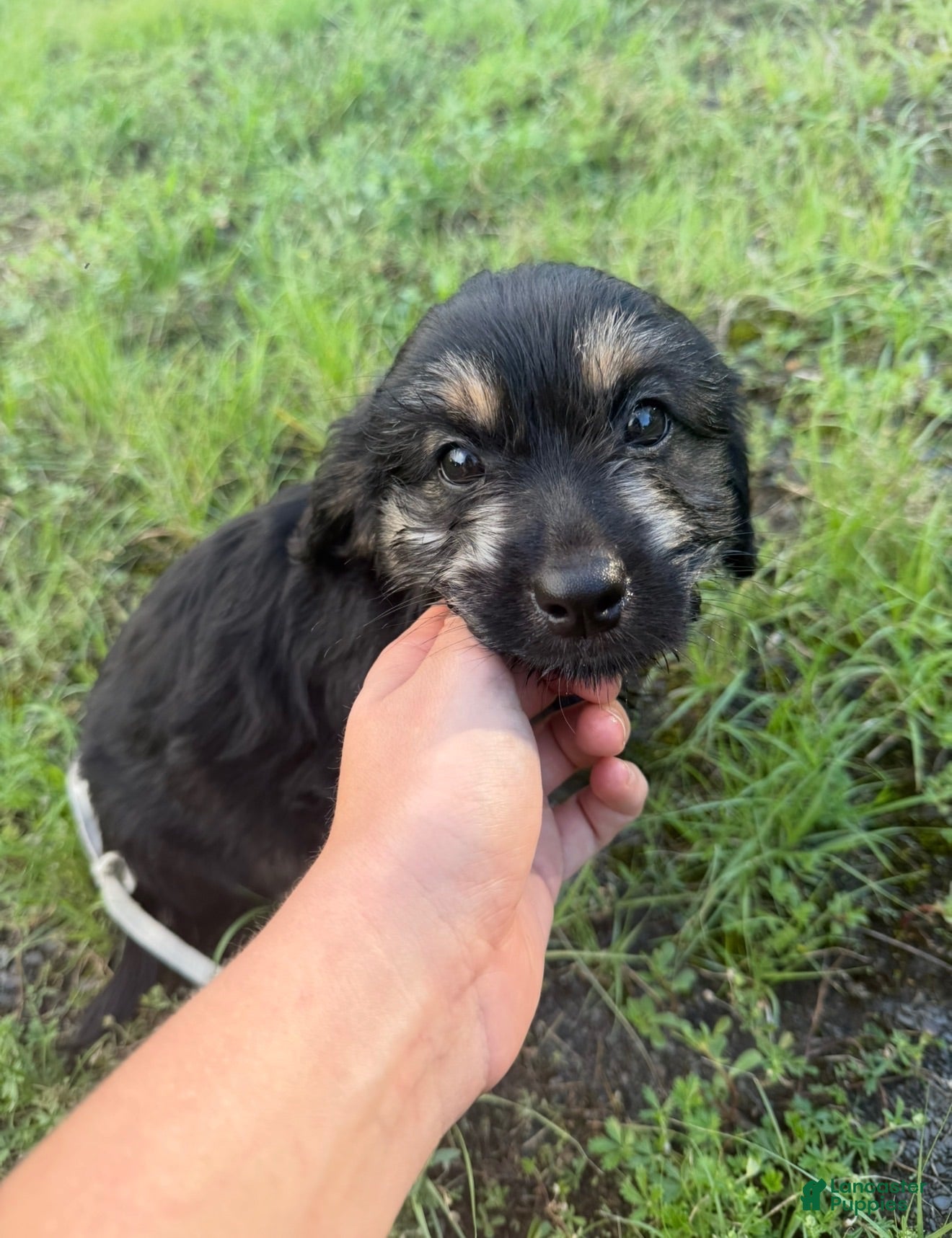 Mixed Breed dogs Mixed Breed 1 - Ad 22