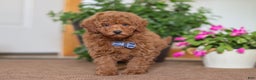 Miniature Poodle dogs for sale: Freddy - Ad 3