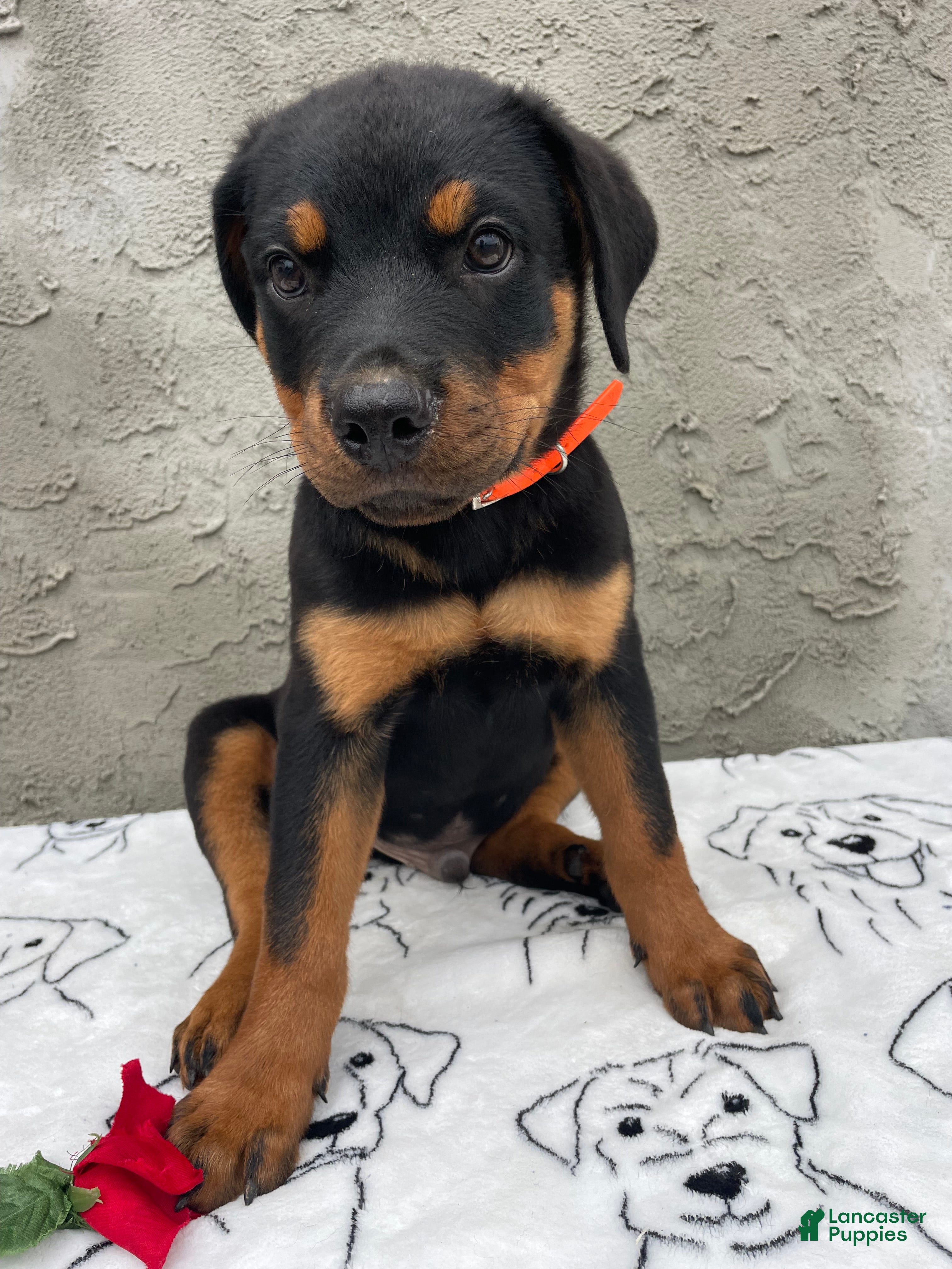 Rottweiler dogs Marshall - Ad 3