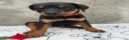 Rottweiler dogs for sale: Marshall - Ad 1