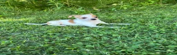 Chihuahua dogs for sale: Jemma  - Ad 2