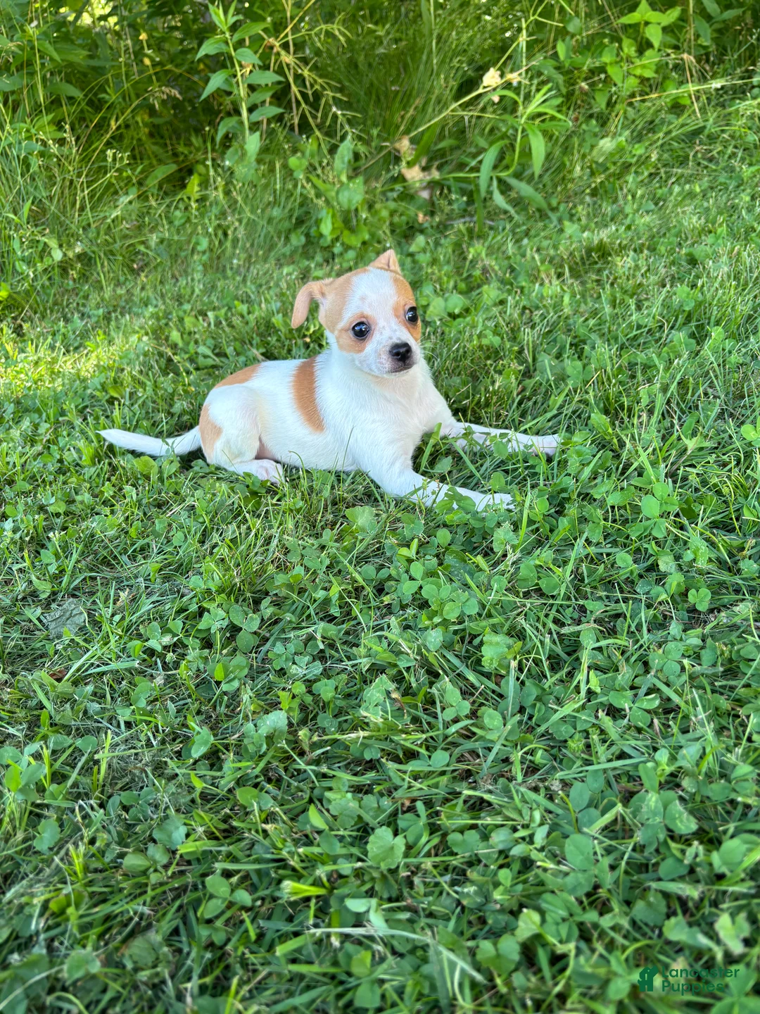 Chihuahua dogs for sale: Jemma  - Ad 2
