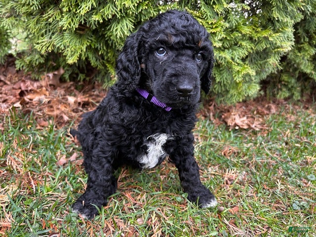 Standard Poodle dogs ⚓️Harbor-AKC Standard🐩 - Ad 1