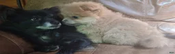 Pomeranian dogs for sale: cream sable frmale - Ad 4