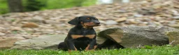Doberman Pinscher dogs for sale:  Delta (Black Rust) 🖤🐾 - Ad 14