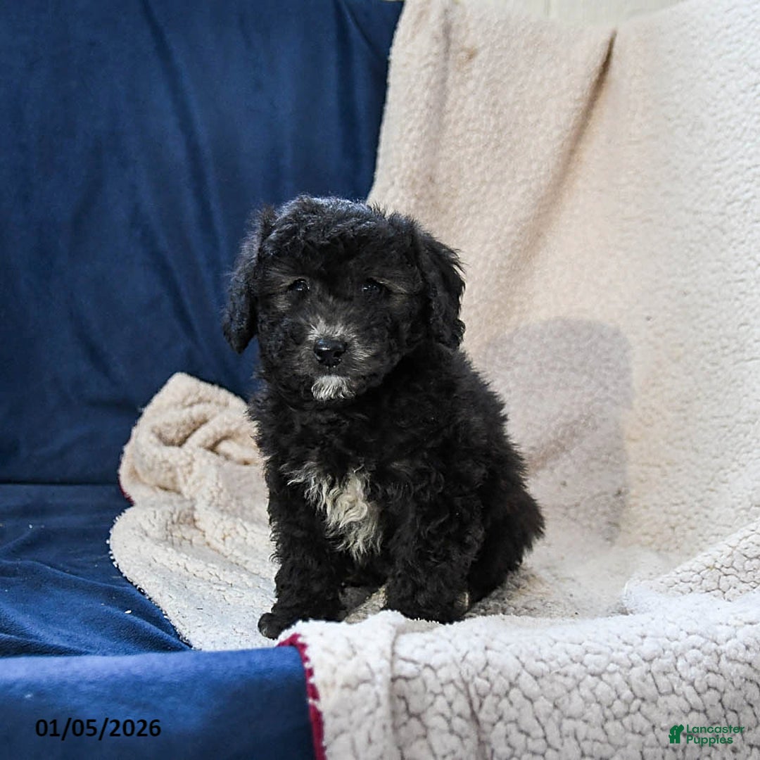 Miniature Poodle dogs for sale: Bingo - Ad 3