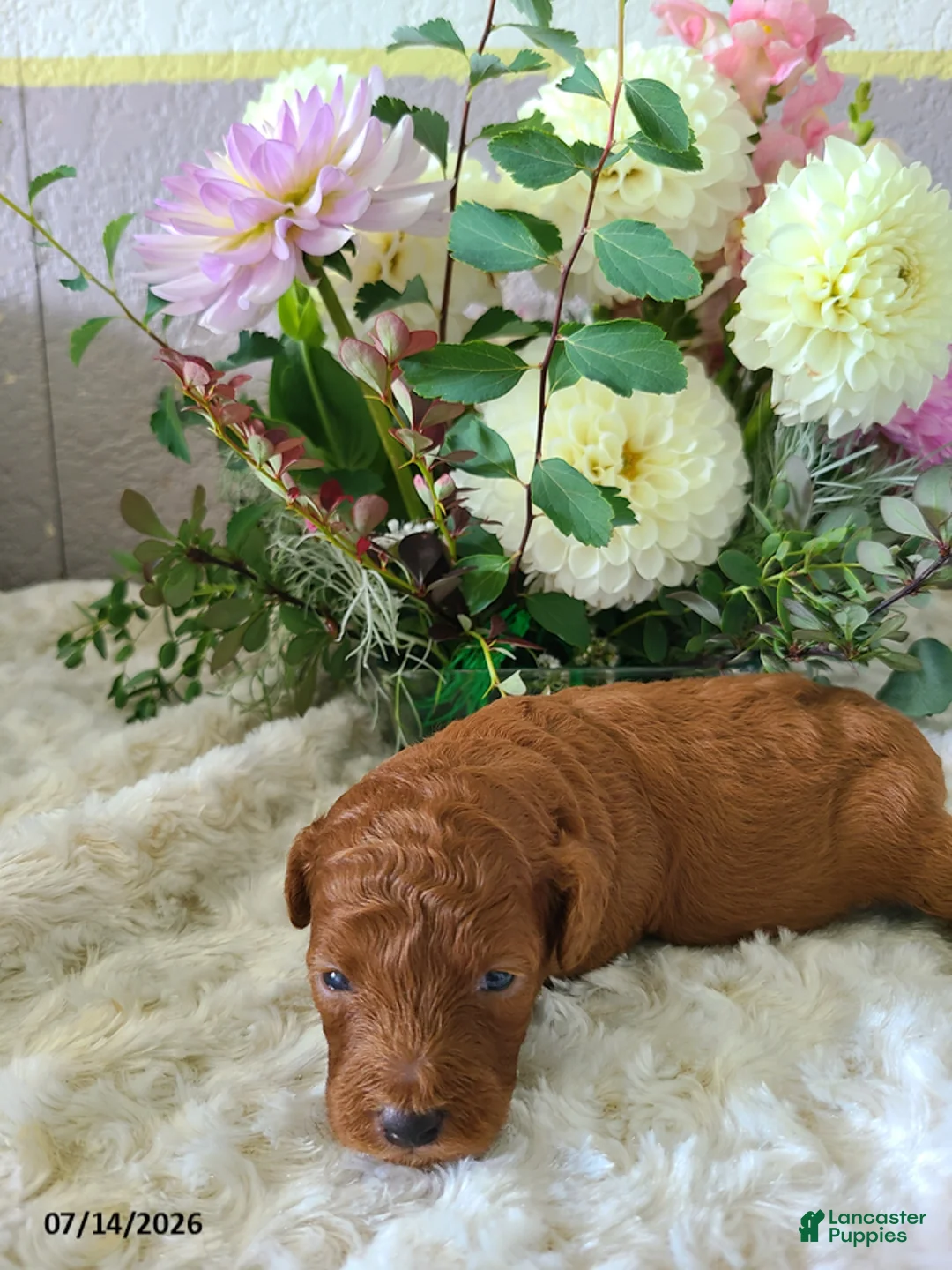 Mini Goldendoodle dogs for sale: Izzy - Ad 1